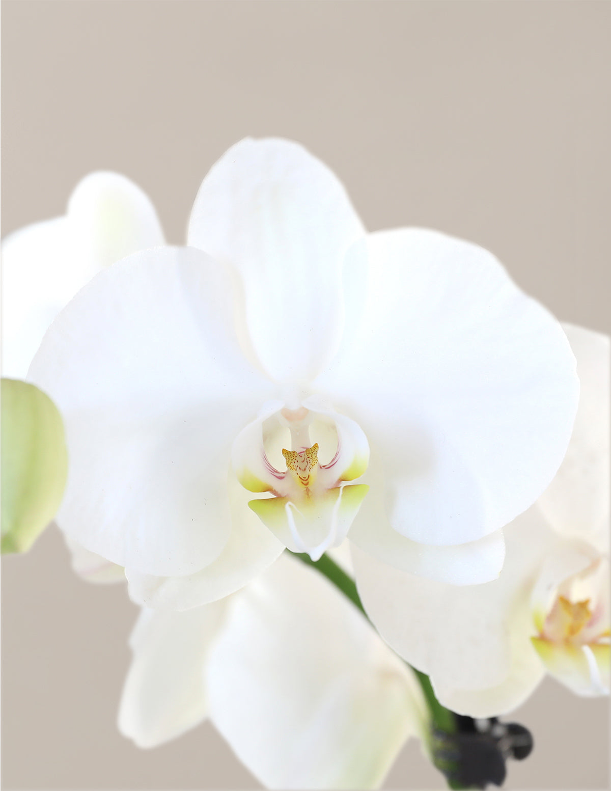 Large Double Orchid