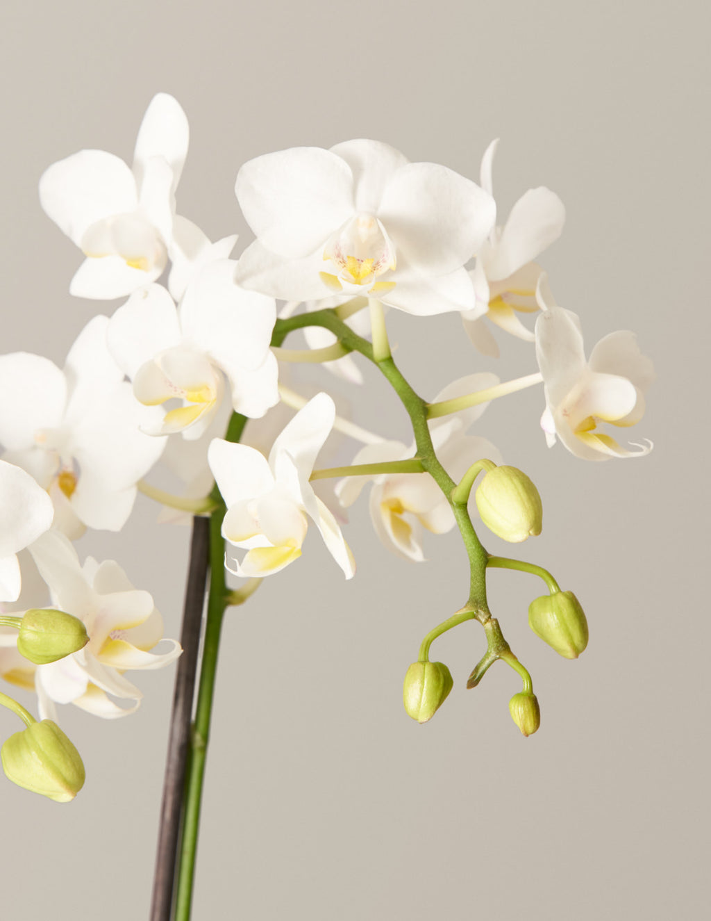 Large Double Orchid