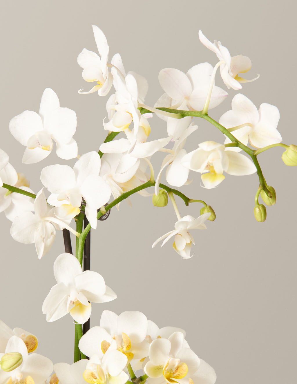 Large Double Orchid