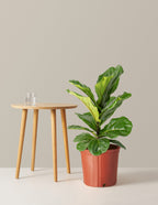 Fiddle Leaf Fig Bush