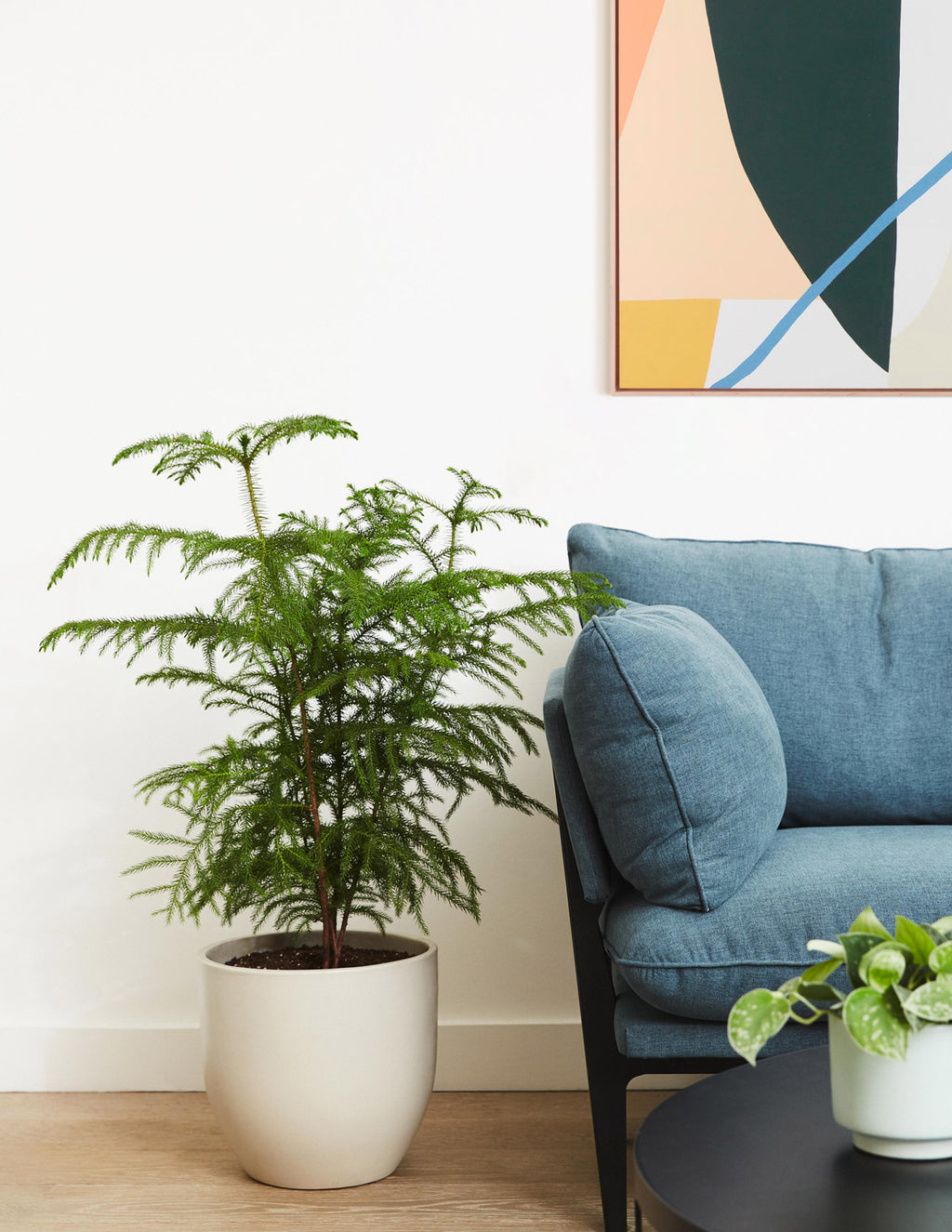 Large Norfolk Island Pine thrives indoors, bringing year-round greenery.
