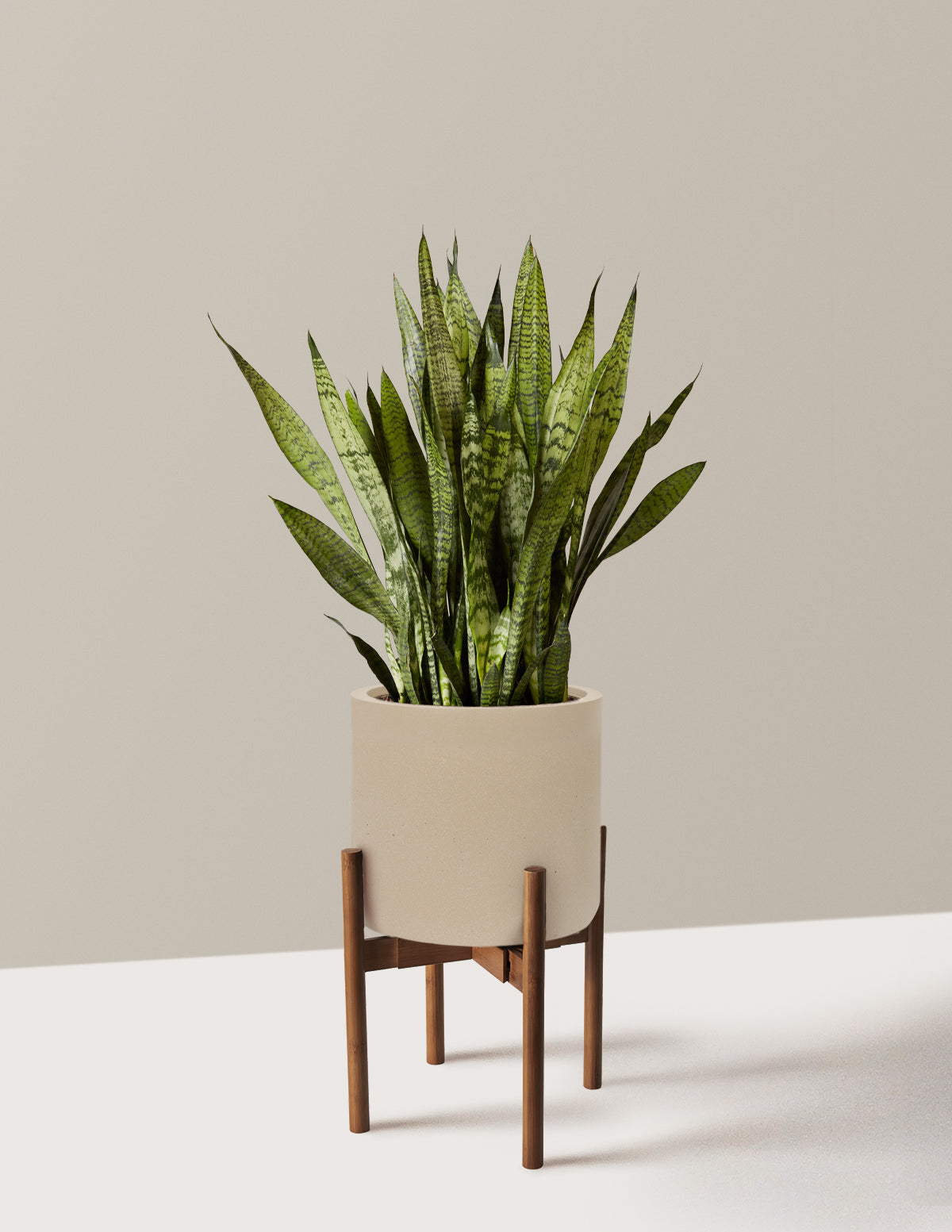 Snake Plant Zeylanica