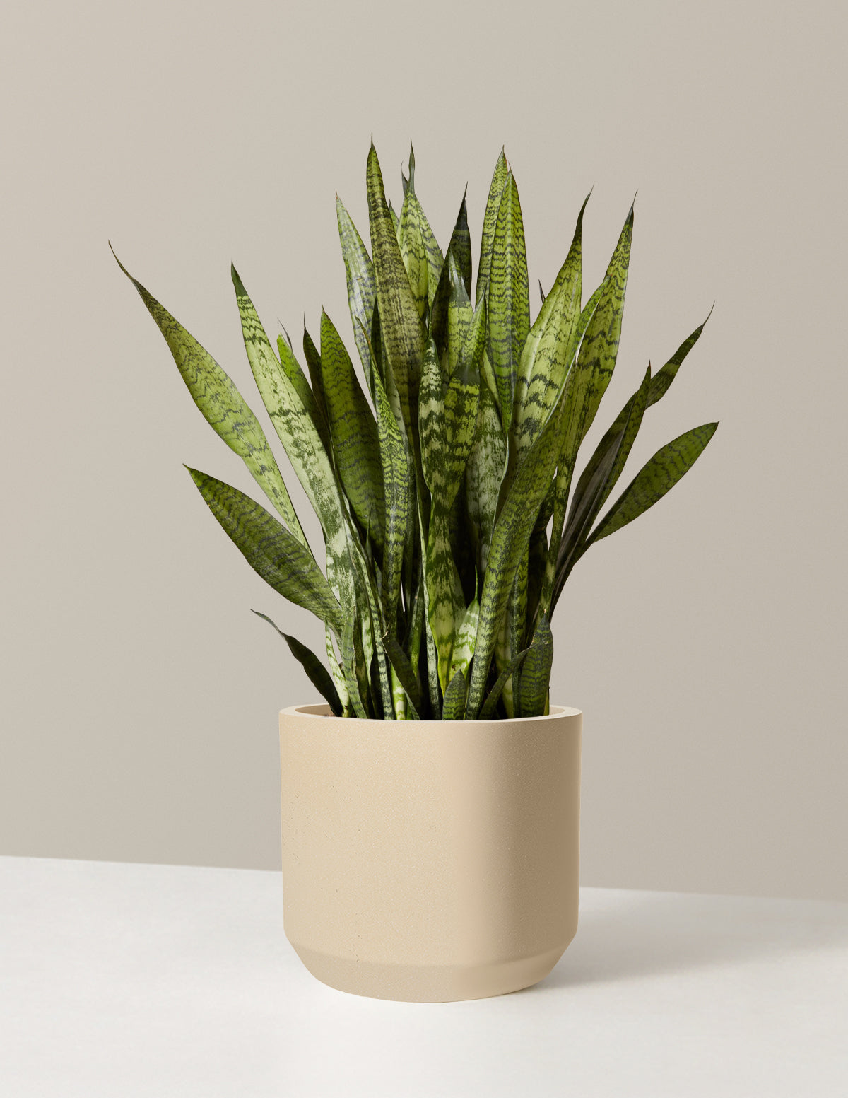 Snake Plant Zeylanica