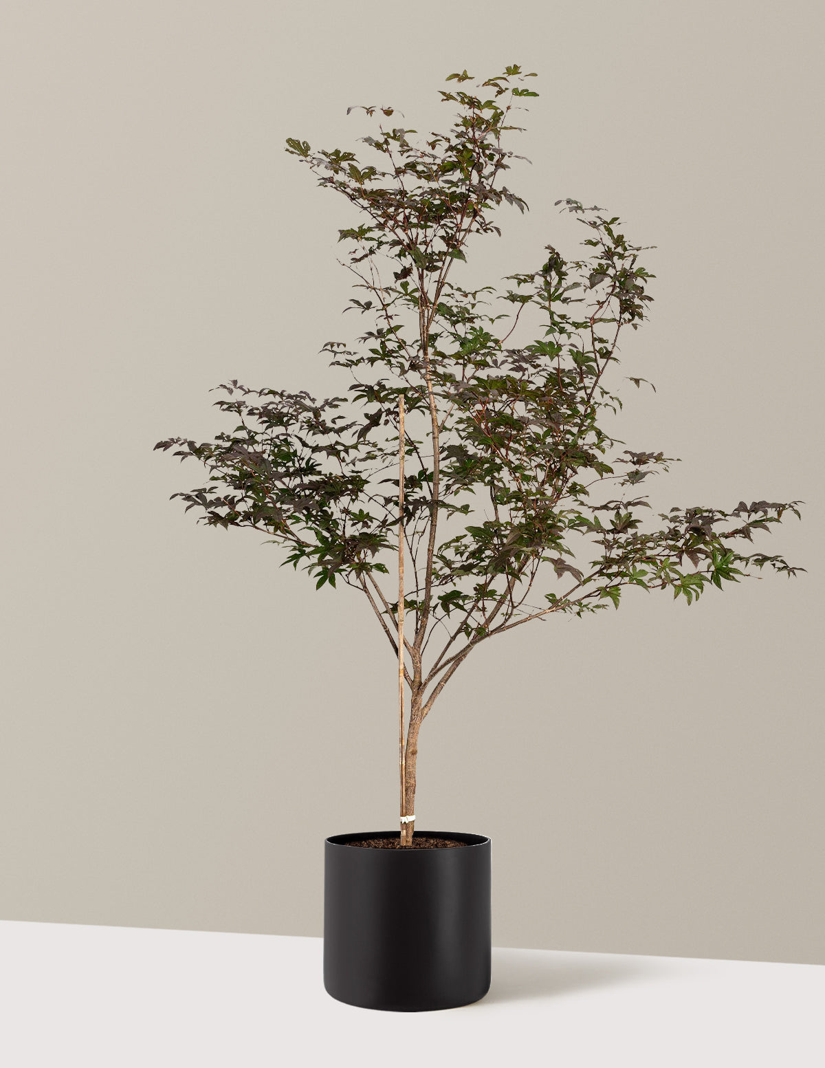 Bloodgood Japanese Maple