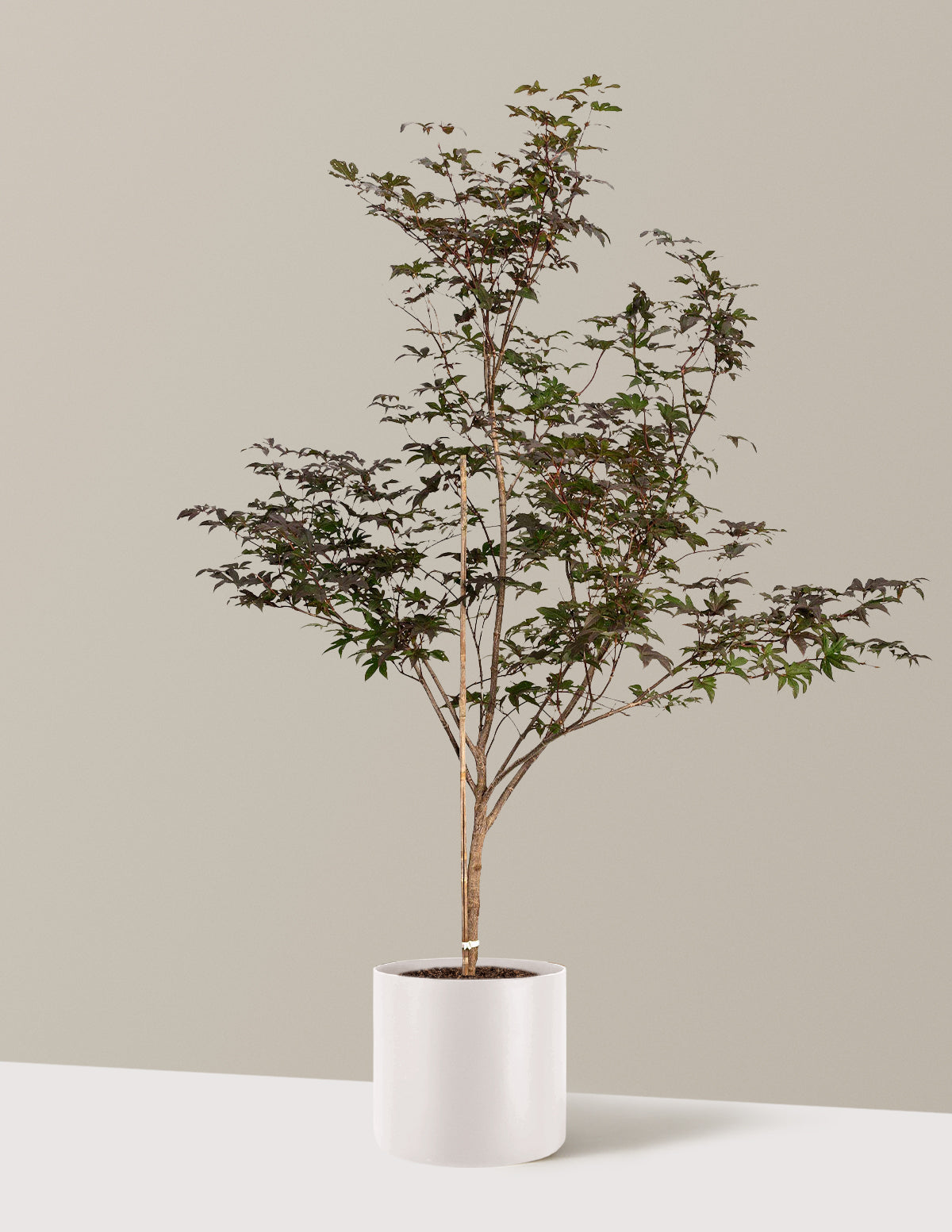 Bloodgood Japanese Maple