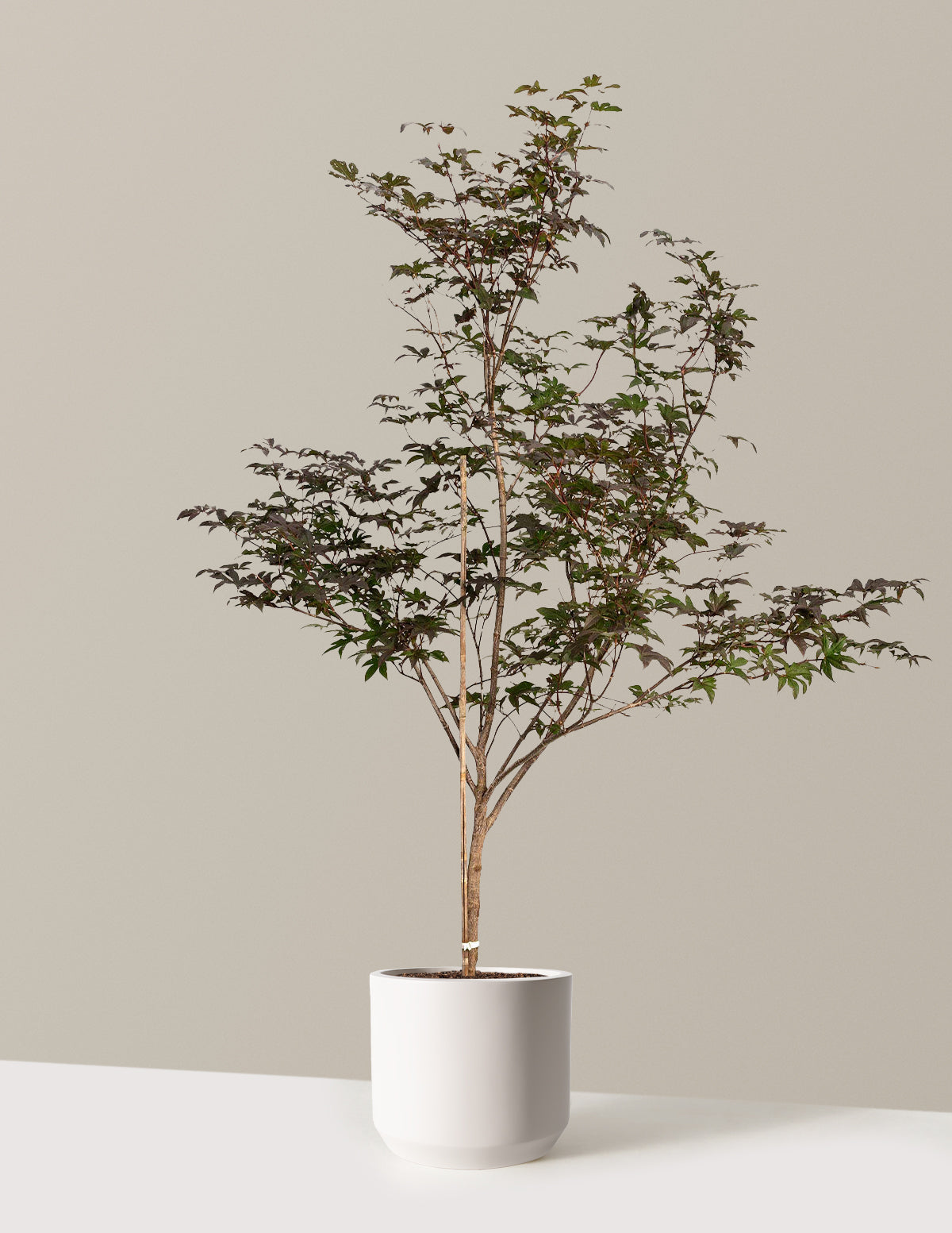 Bloodgood Japanese Maple