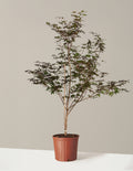 bundle | 4-5ft. | Grow Pot