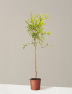 bundle | 4-5 ft. - Single | Grow Pot