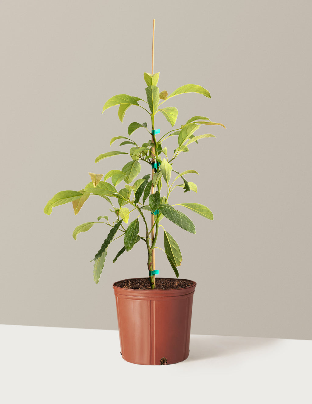 bundle | 3 Gallon - Single | Grow Pot