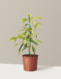 bundle | 3 Gallon - Single | Grow Pot