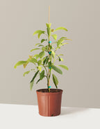 bundle | 3 Gallon - Single | Grow Pot