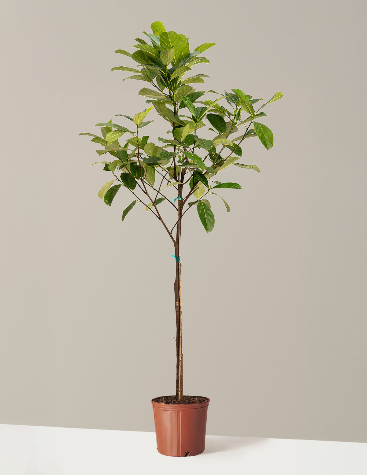 bundle | 5-6 ft. | Grow Pot
