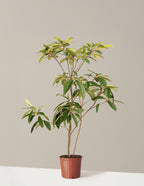 bundle | 4-5 ft. | Grow Pot