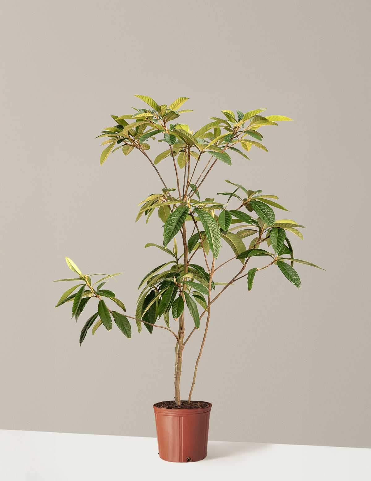 bundle | 4-5 ft. | Grow Pot