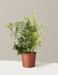 bundle | 1-2 ft. - Single | Grow Pot
