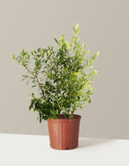 bundle | 1-2 ft. - Single | Grow Pot