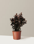 bundle | 2-3 ft. | Grow Pot