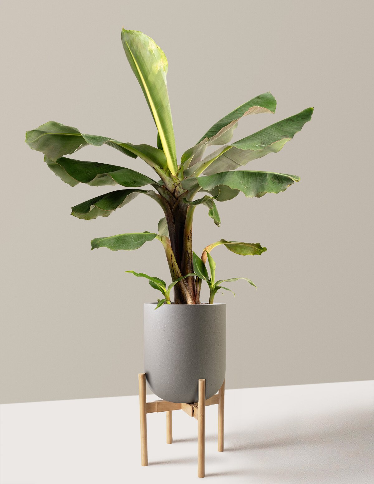 Truly Tiny Dwarf Banana Tree
