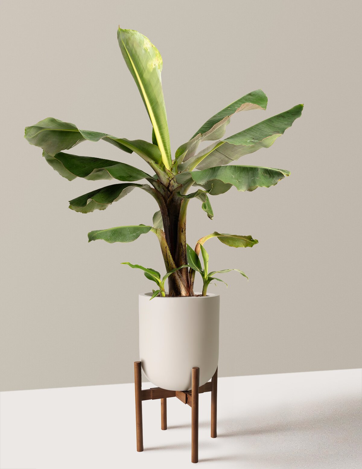 Truly Tiny Dwarf Banana Tree
