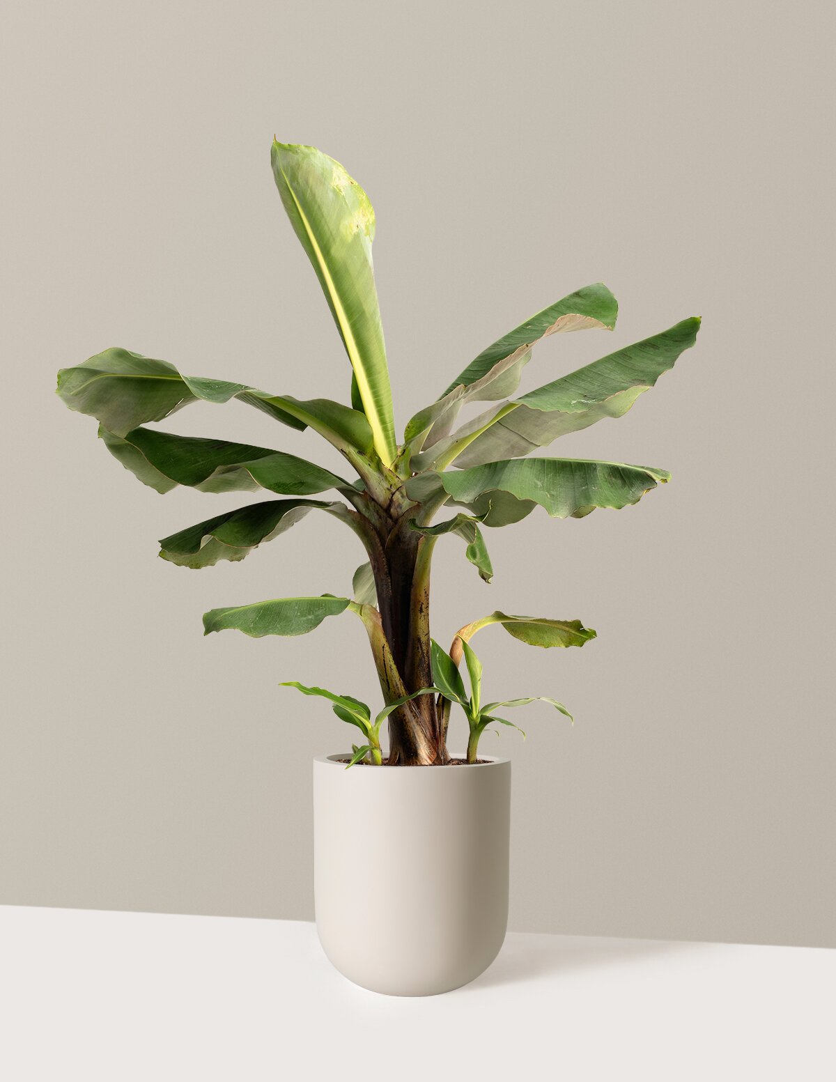Truly Tiny Dwarf Banana Tree