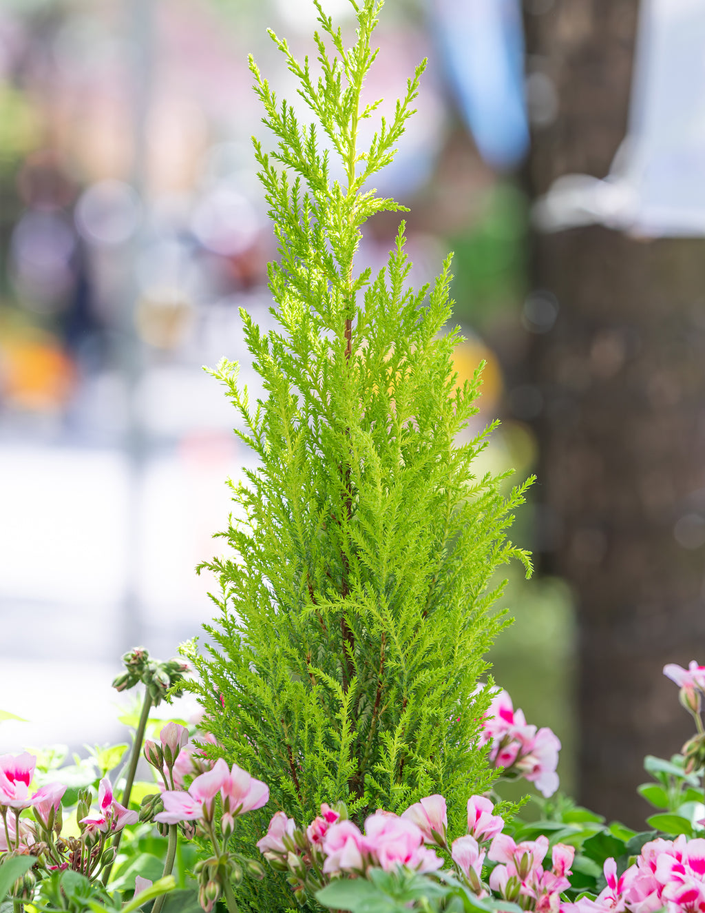 Wilma Goldcrest Lemon Cypress