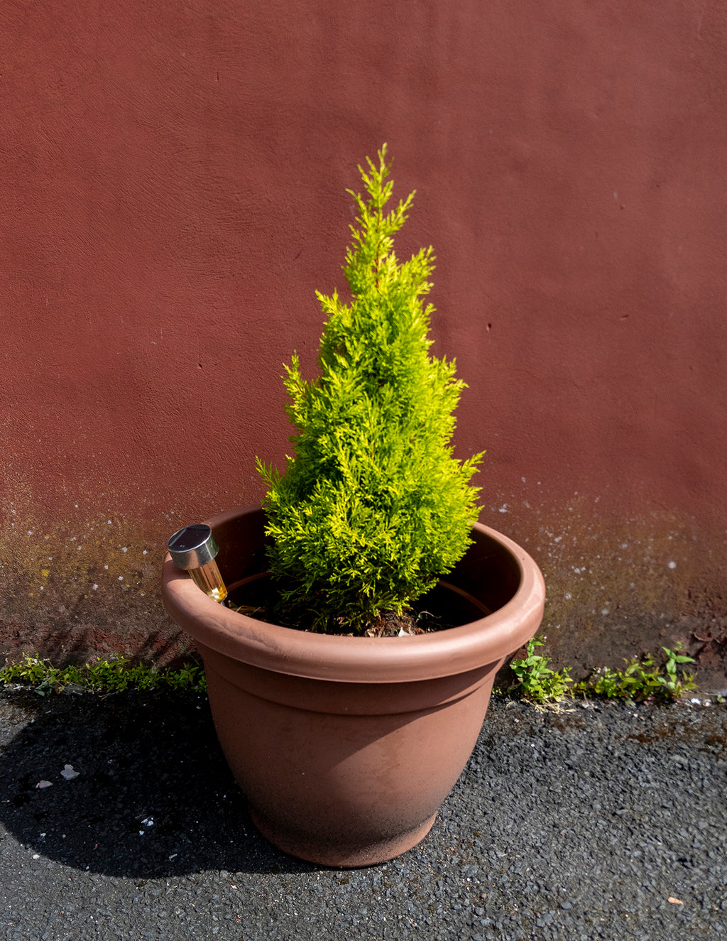 Wilma Goldcrest Lemon Cypress