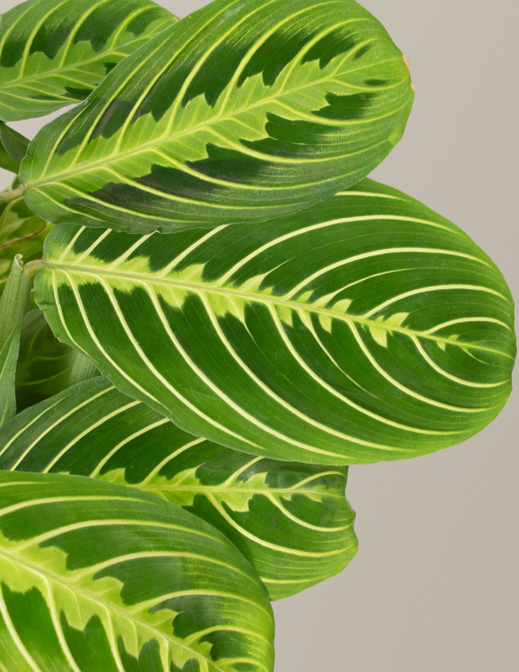 Happy Birthday Lemon Lime Prayer Plant