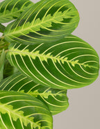 Happy Birthday Lemon Lime Prayer Plant