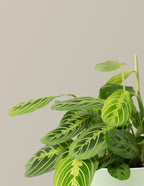 Happy Birthday Lemon Lime Prayer Plant