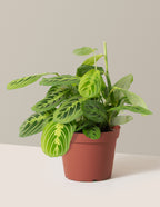Happy Birthday Lemon Lime Prayer Plant