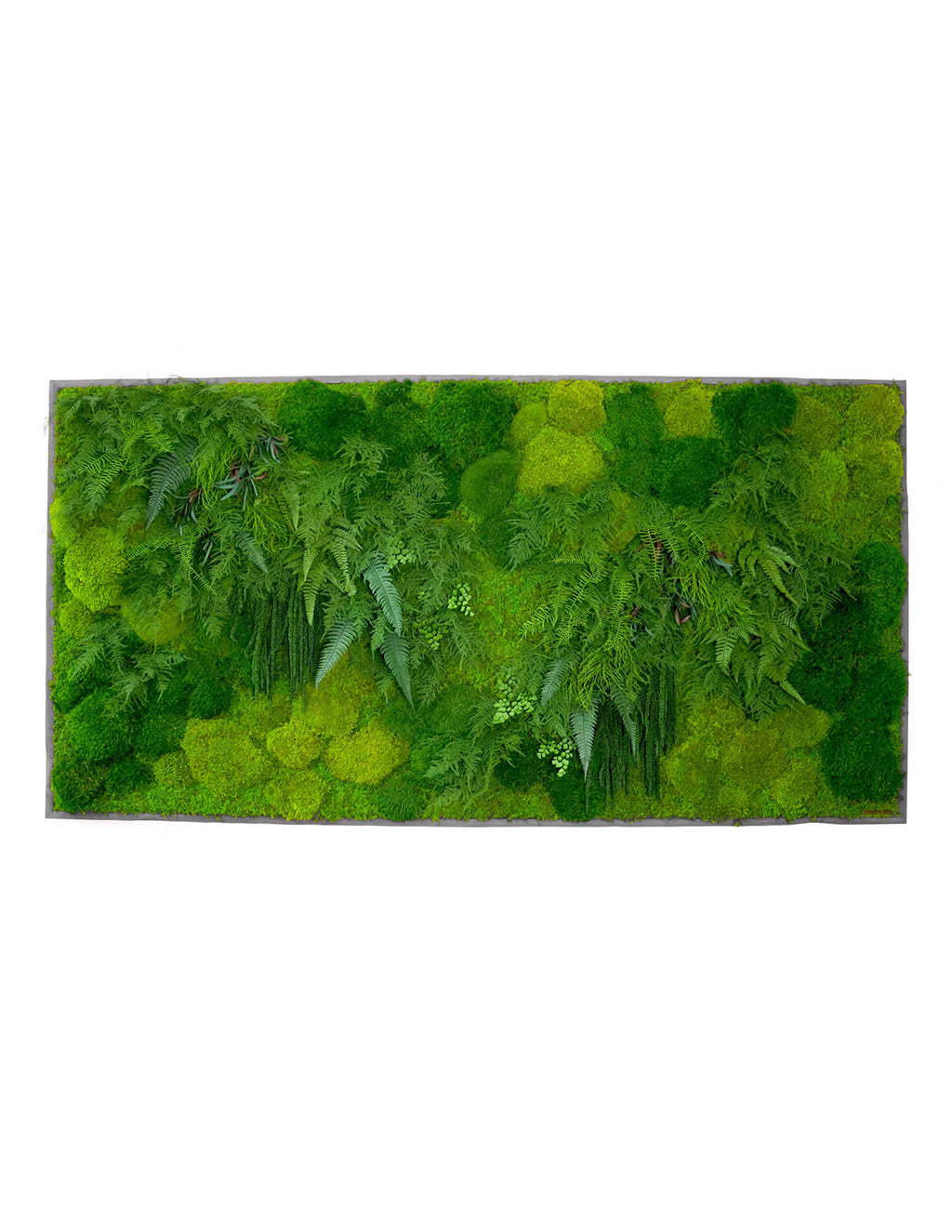 Large Preserved Living Wall
