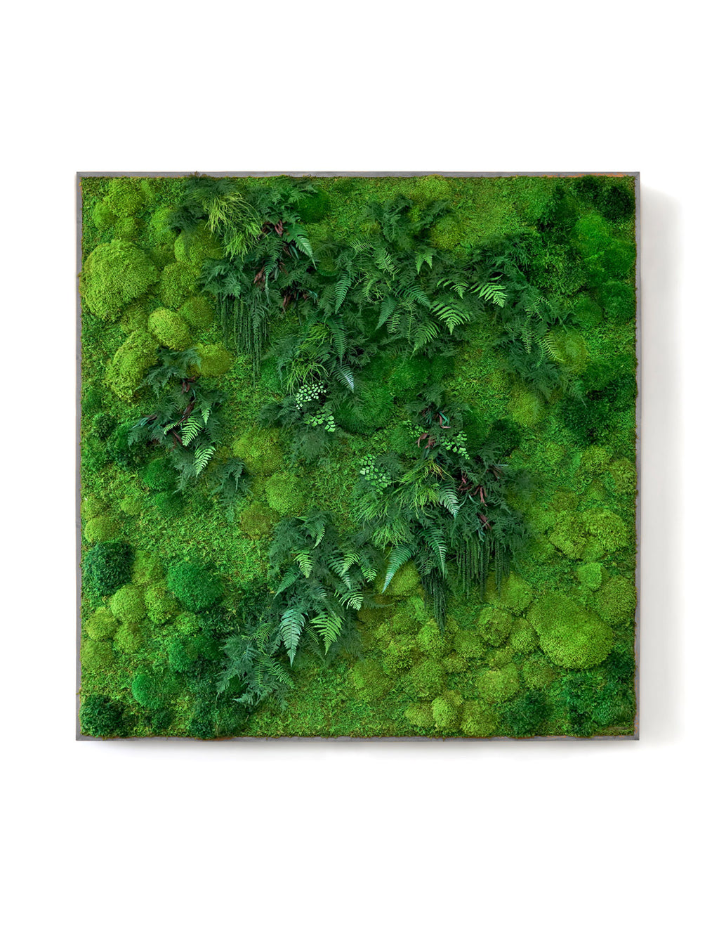 Giant Preserved Living Wall