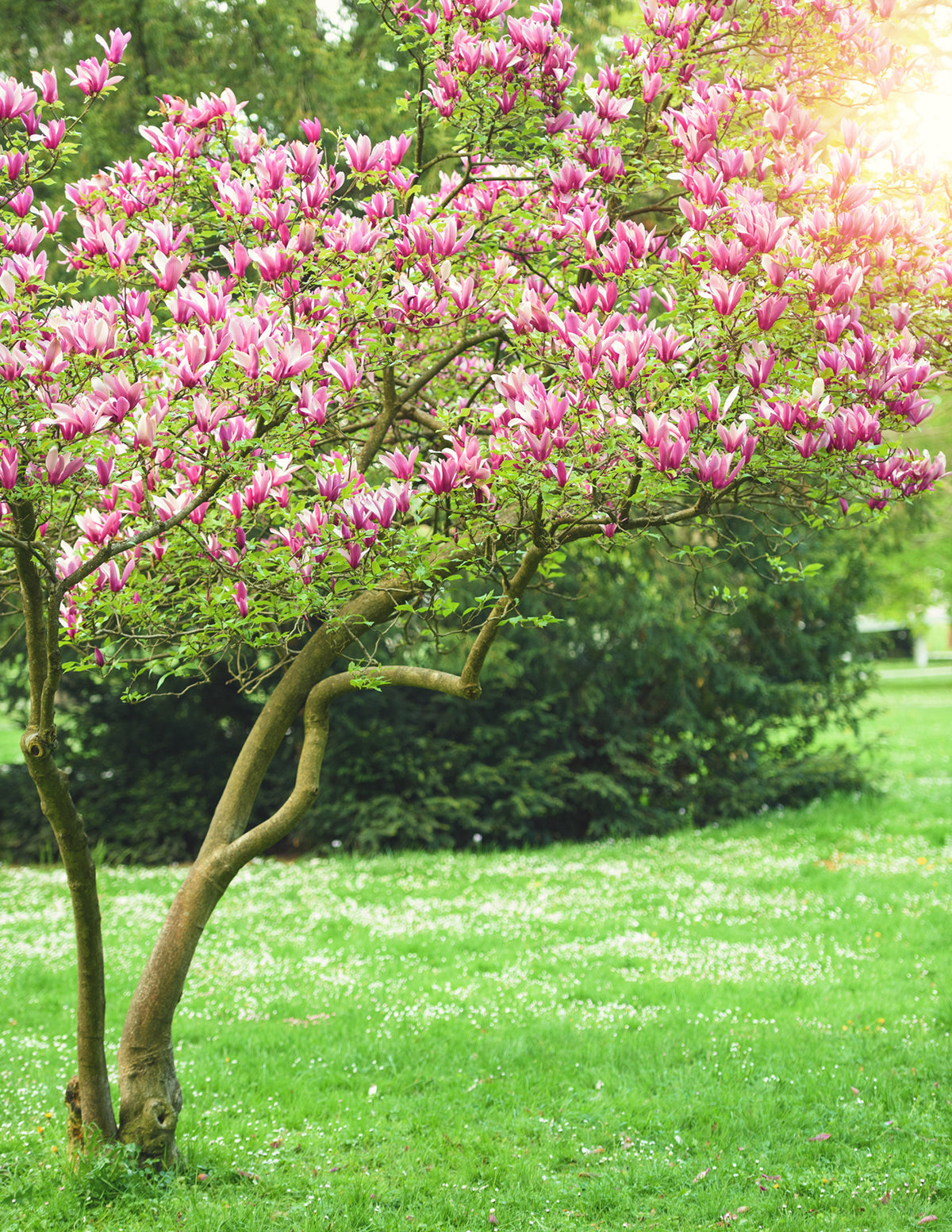 files/the-sill_magnolia_stock-image_637921622.jpg