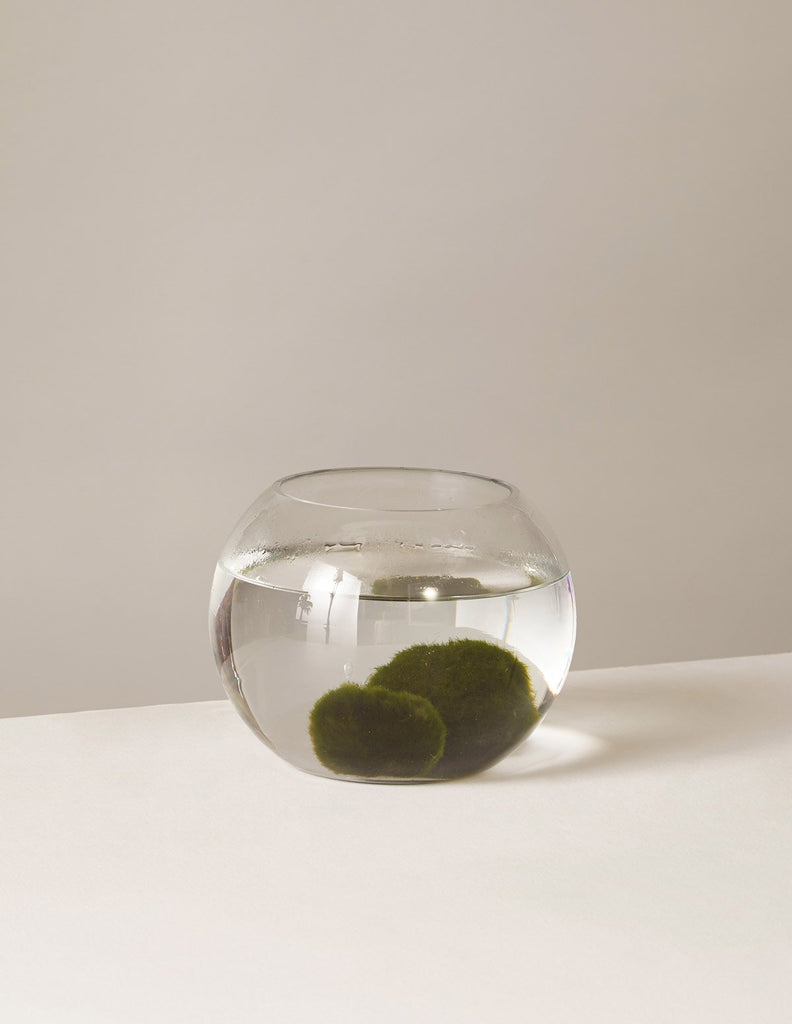 How to care for a Marimo Moss Ball