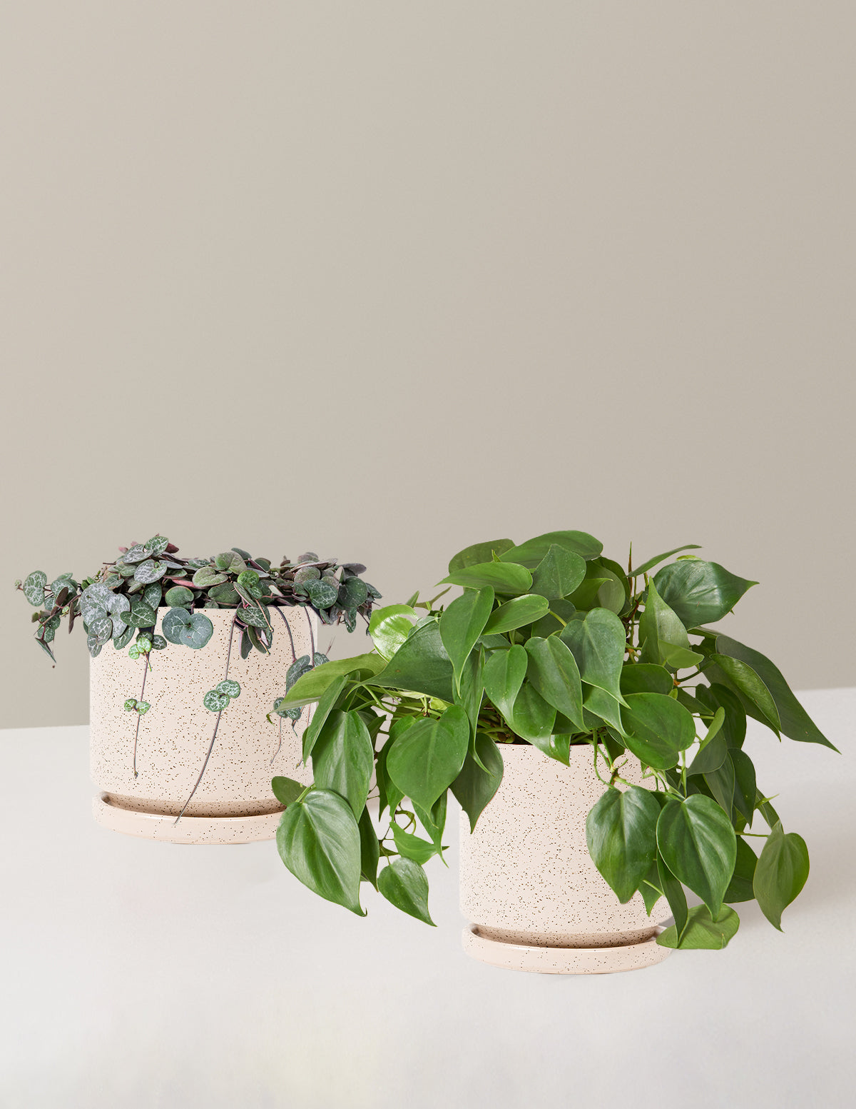 bundle | Medium | Isabella | White Sesame