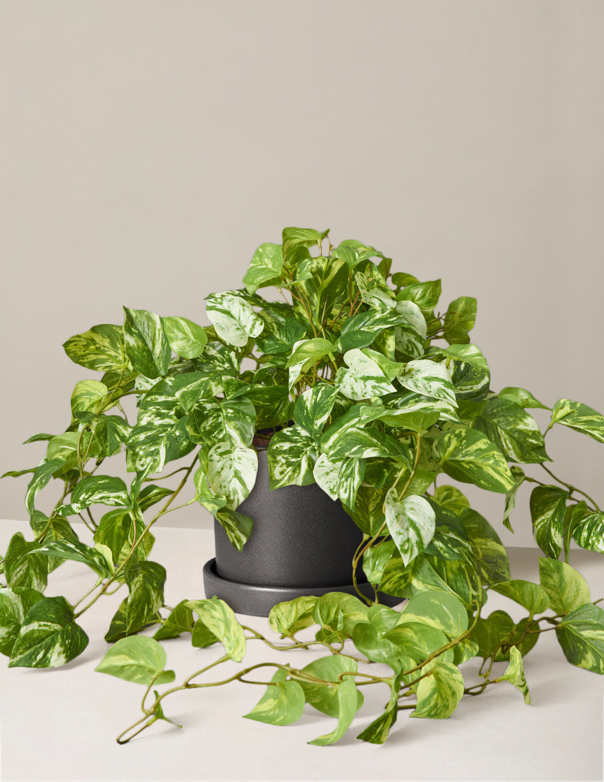 files/the-sill_medium-faux-pothos_medium_hyde_black_Variant.jpg