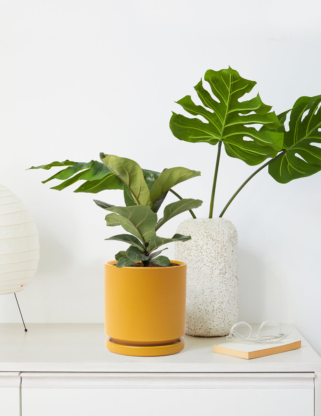 Fiddle Leaf Fig Bush