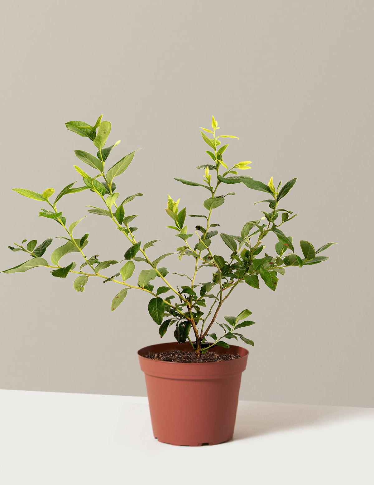 bundle | 1 Gallon | Grow Pot