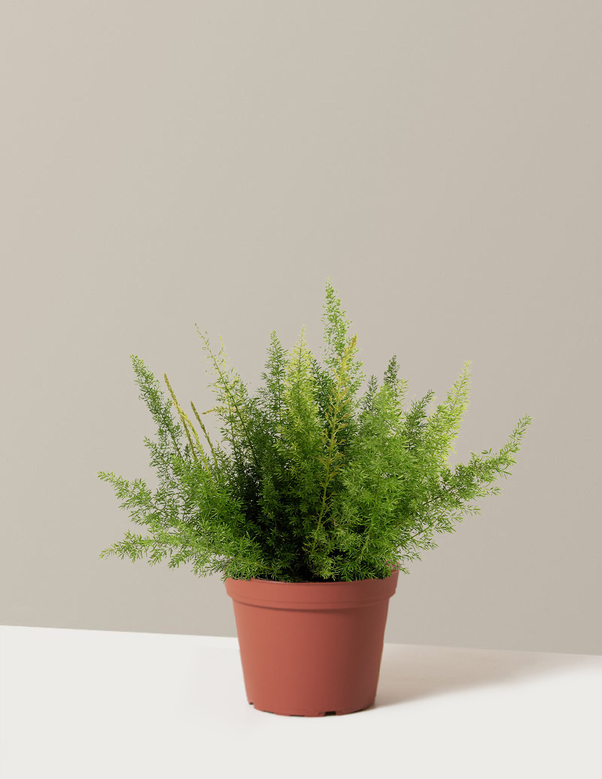 bundle | 1 Gallon - Single | Grow Pot