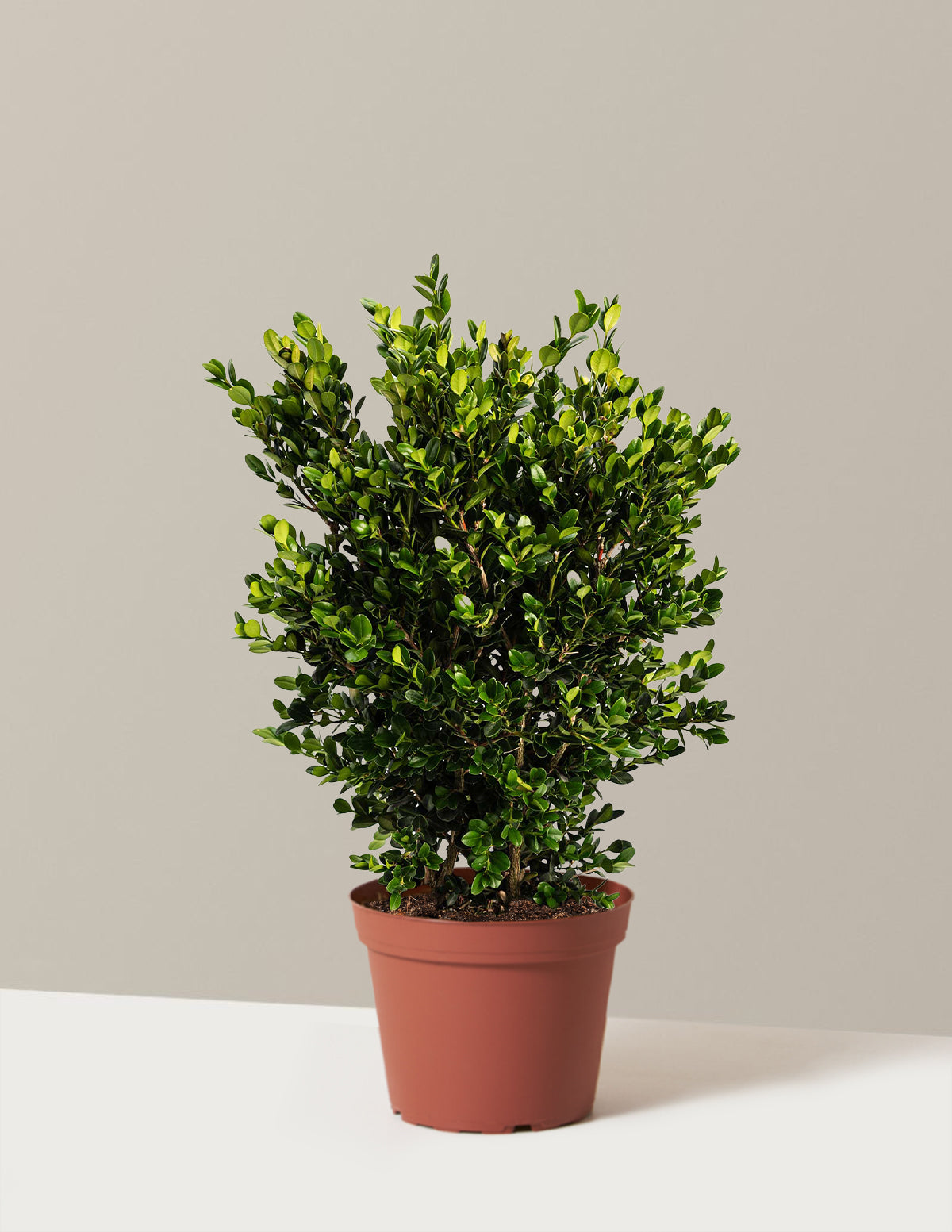 bundle | 1 Gallon | Grow Pot
