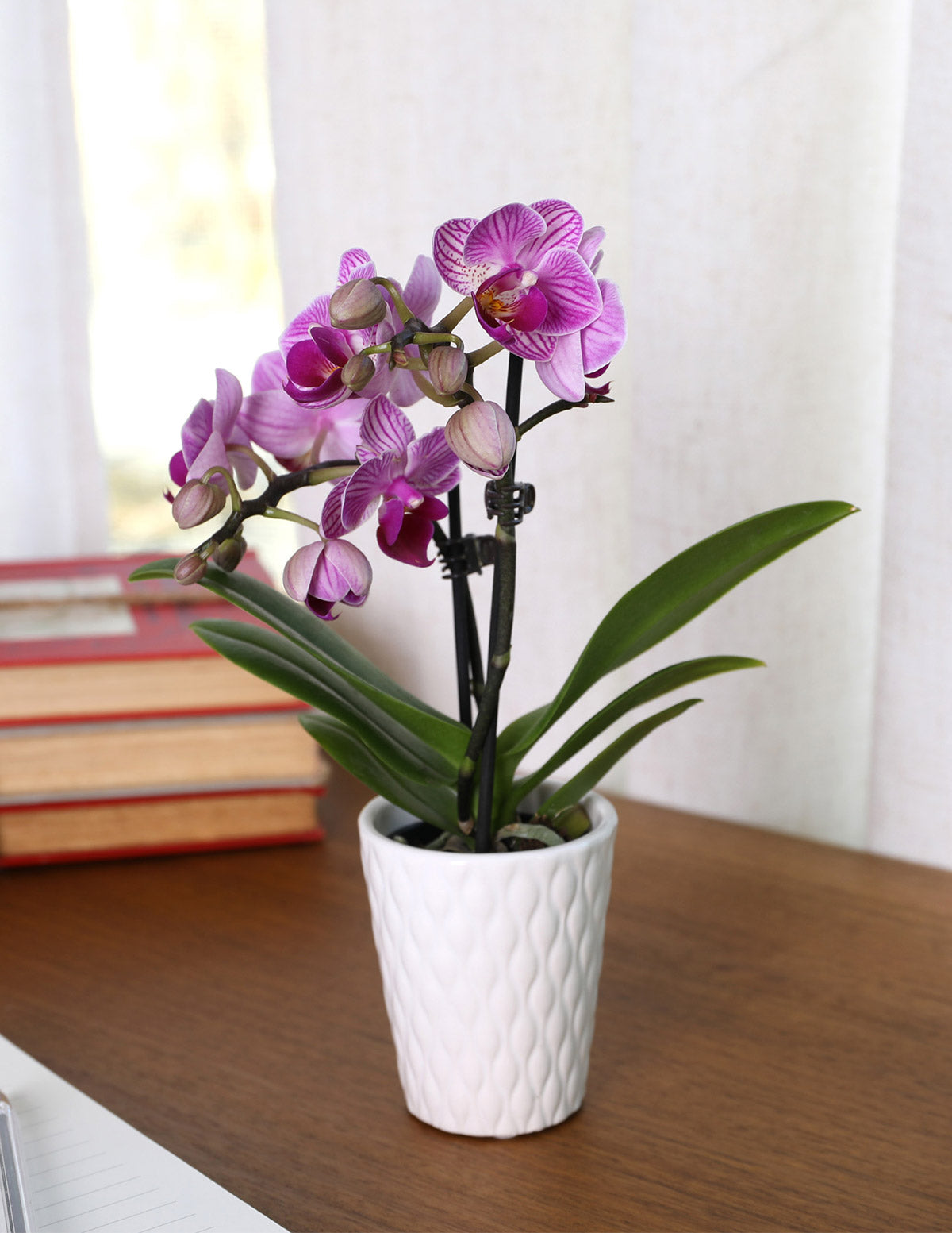 Mini Orchid Party Pack, 12