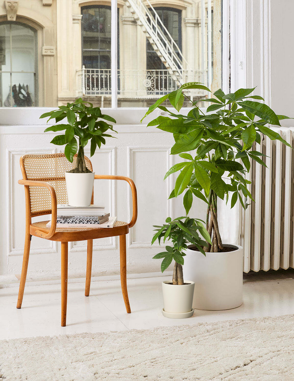 files/the-sill_money-tree_gallery_all_03.png