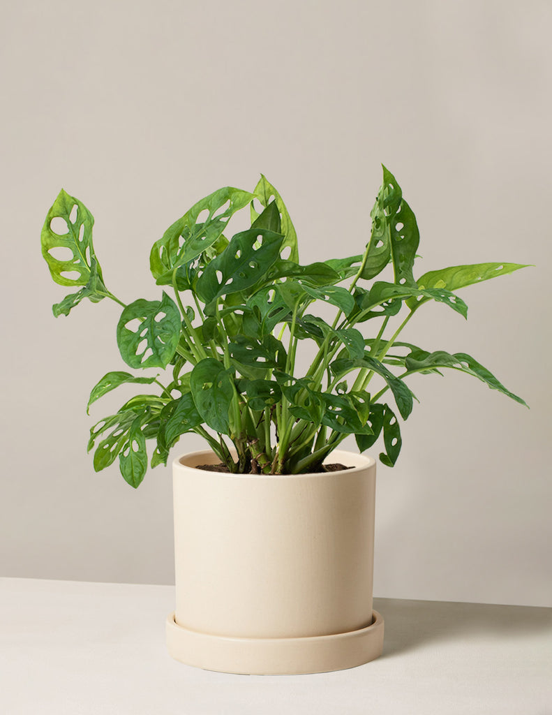 How to care for a Monstera Adansonii