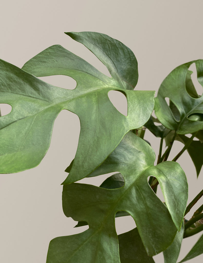 How to care for a Monstera Ginny