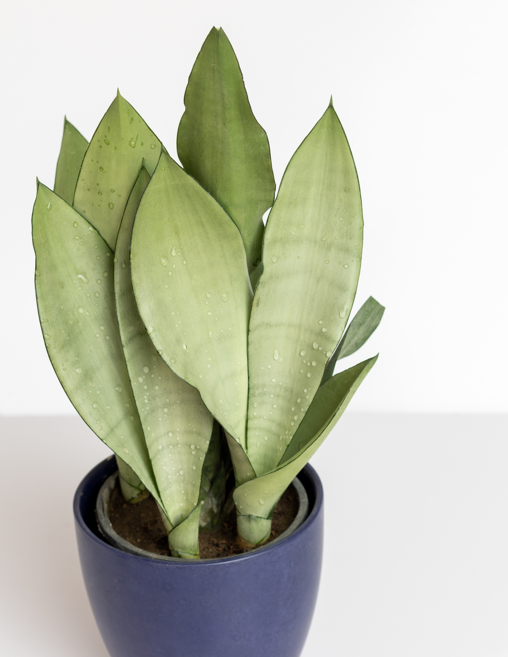 Moonshine Snake Plant