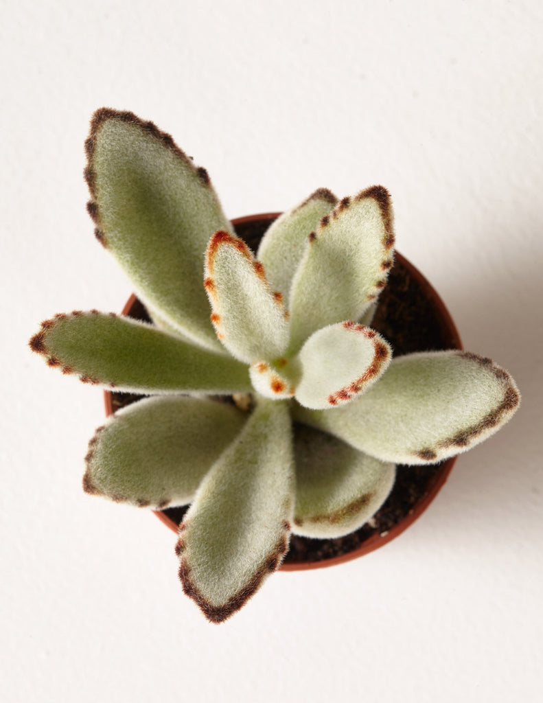 How to care for a Panda Plant