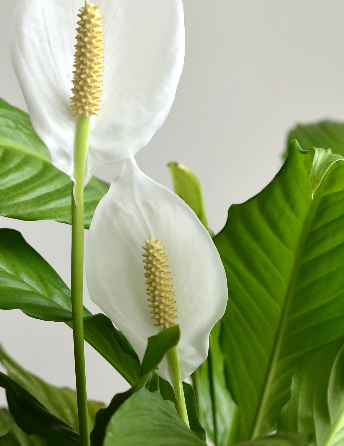 Peace Lily Party Pack