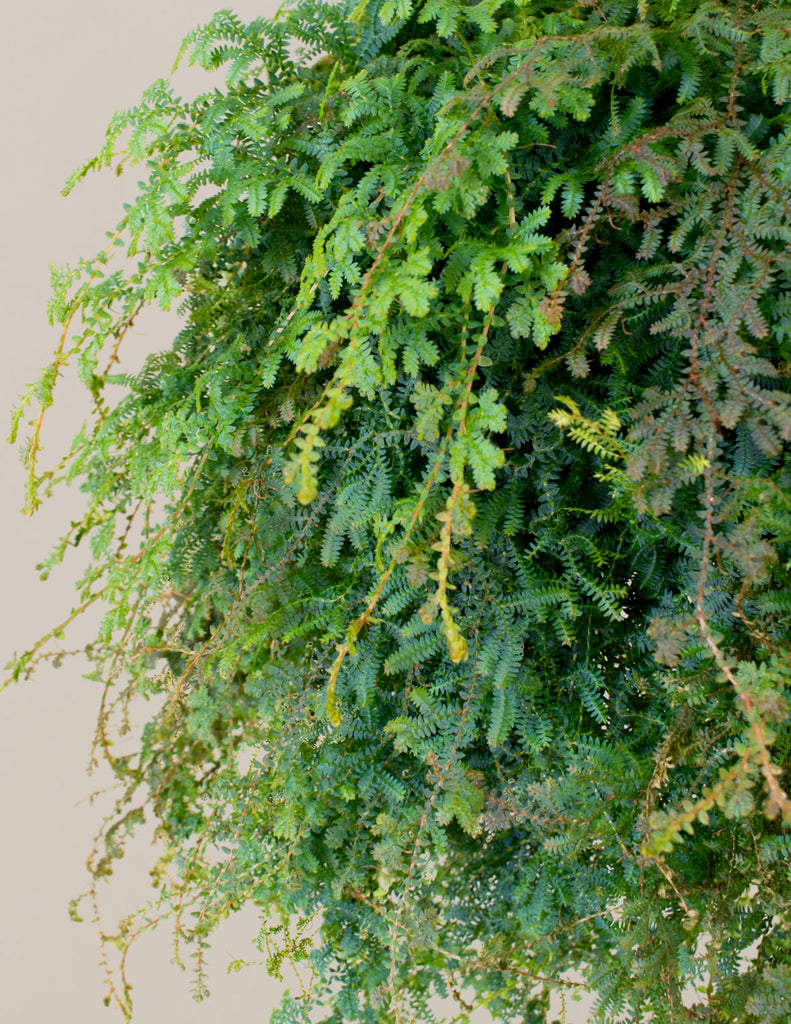 How to care for a Peacock Fern