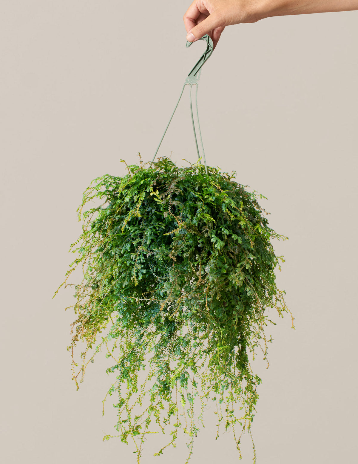 files/the-sill_peacock-fern_hanging-basket_medium_variant_01.jpg