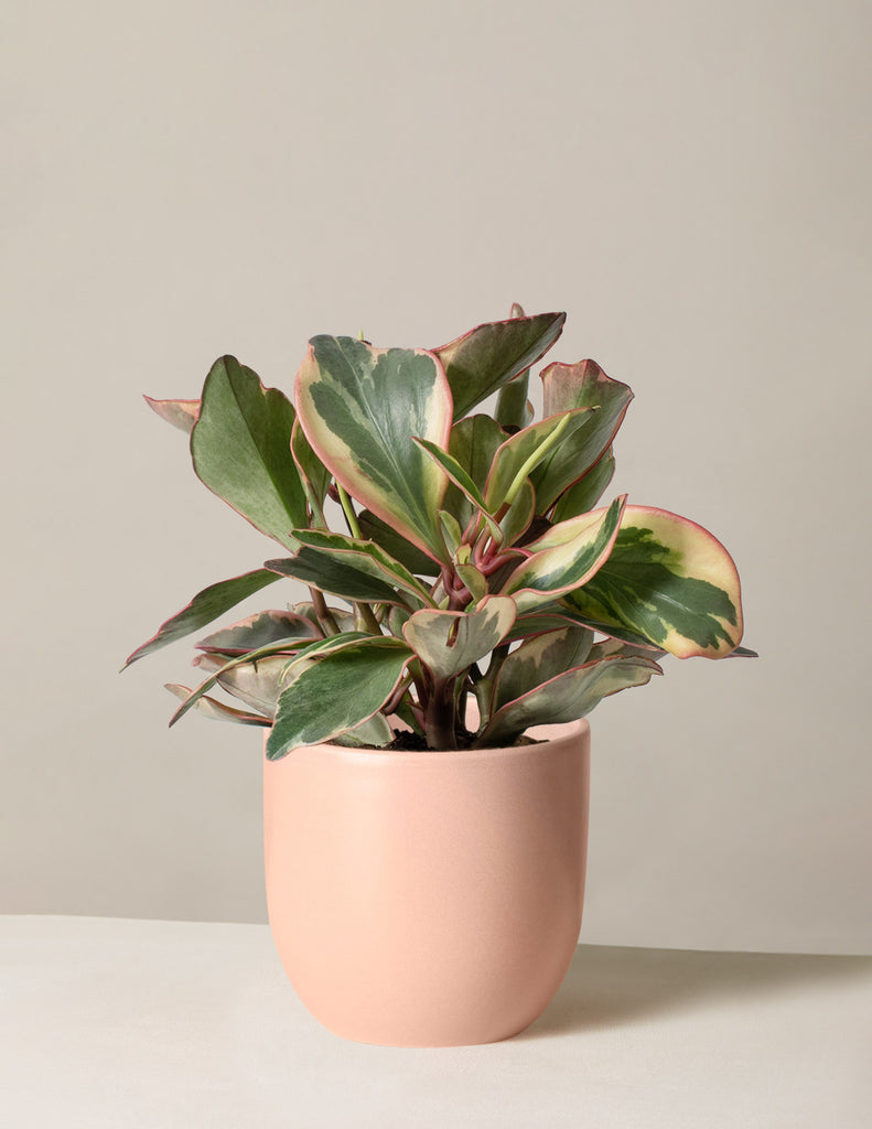 How to care for a Peperomia Ginny